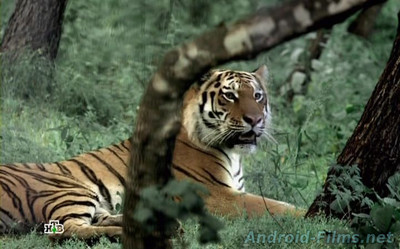 След тигра - Скриншот 1