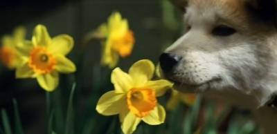 История Хатико - Скриншот 2