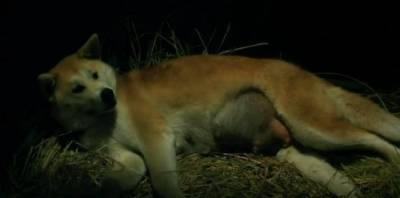 История Хатико - Скриншот 3